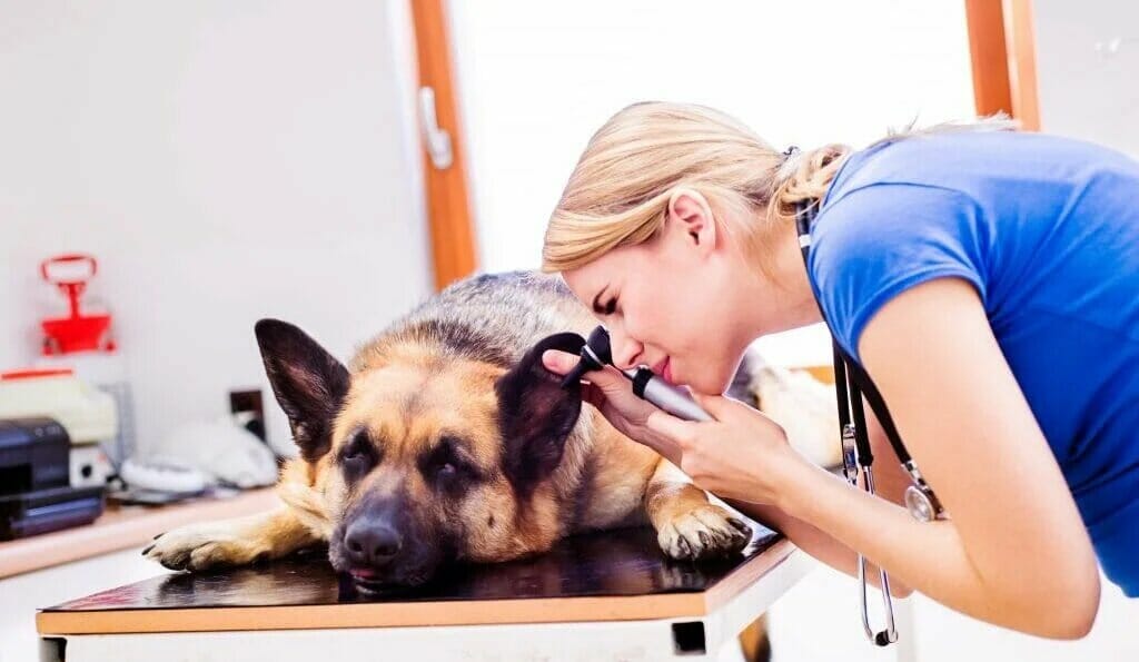 Is Ear Mite Medication for Dogs Suitable For Treatment at Home?
