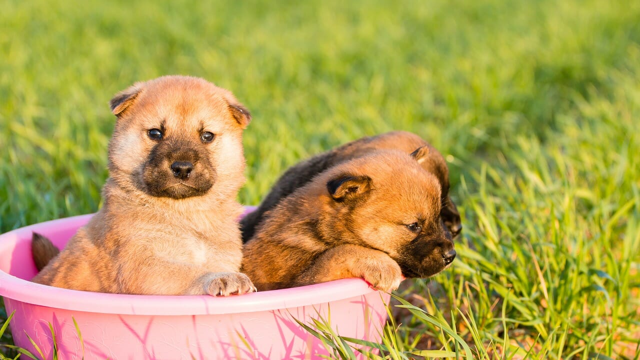 How To Help Puppies Transition To Solid Food
