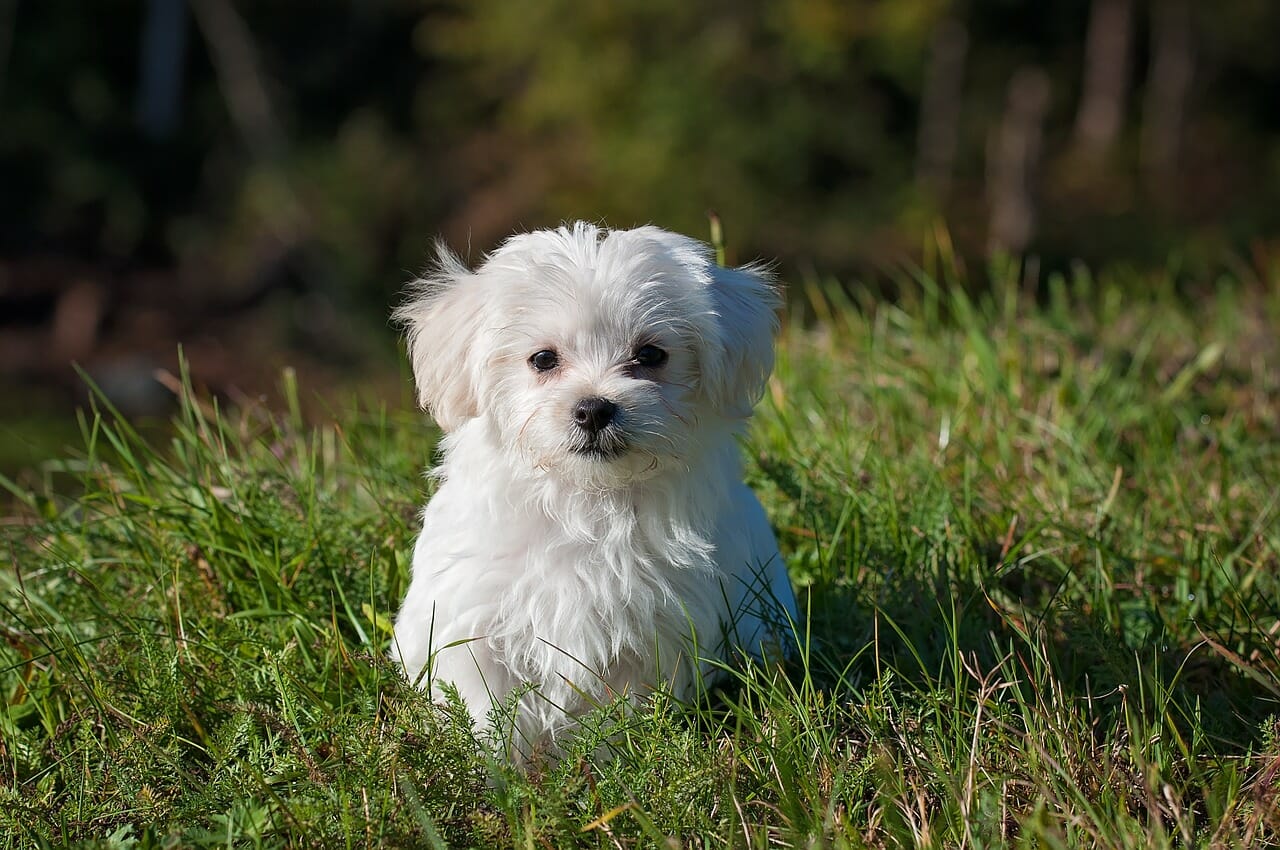 When Is the Right Time to Start Taking a Puppy for Walks