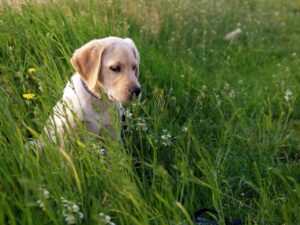 Are Labrador Retrievers Smart?