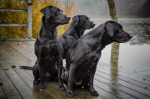 Are Labrador Retrievers Smart?