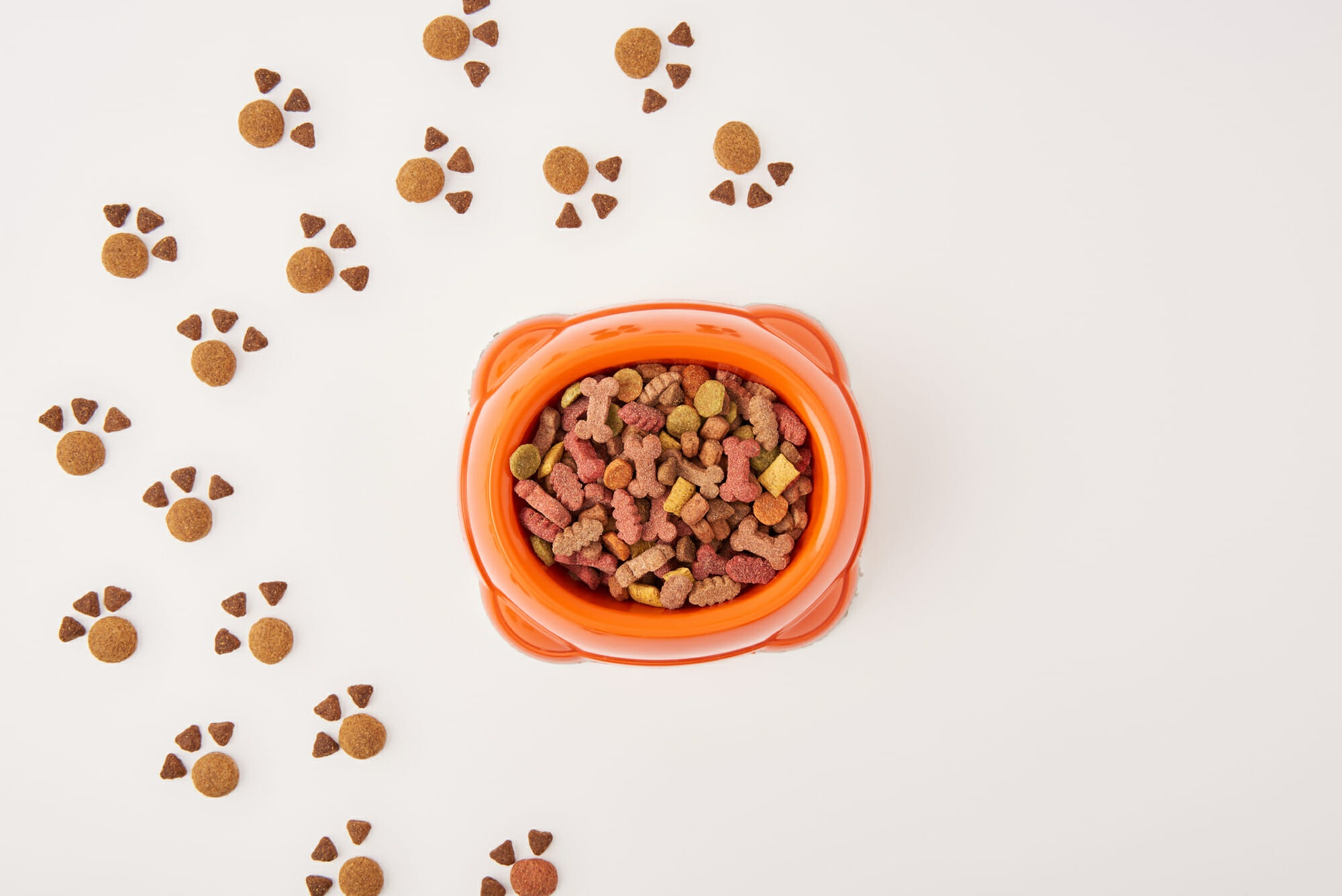 When Should You Switch to Adult Dog Food?