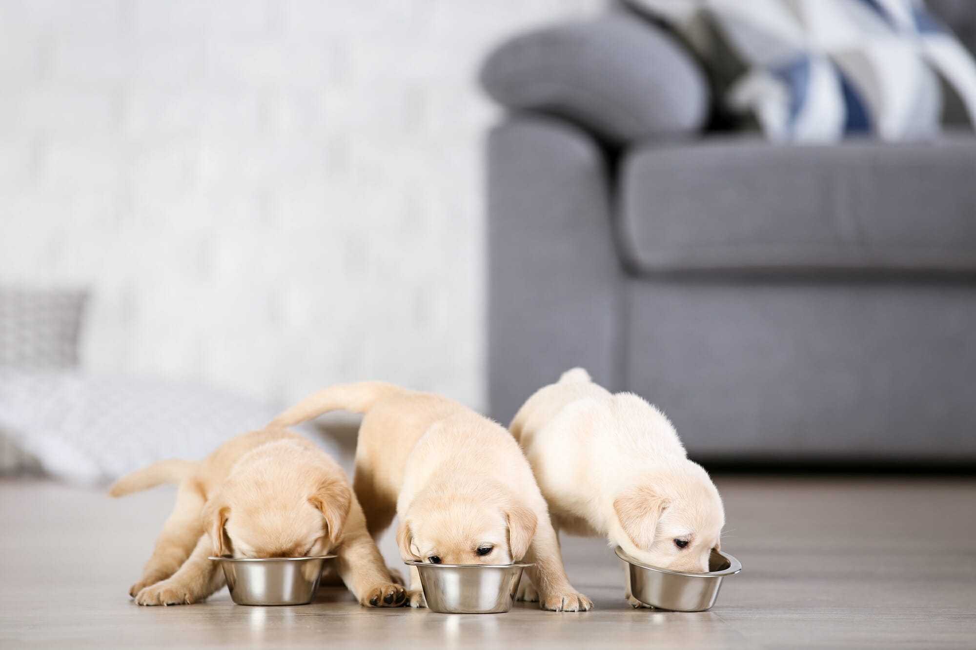 When to Stop Feeding Puppy Food?