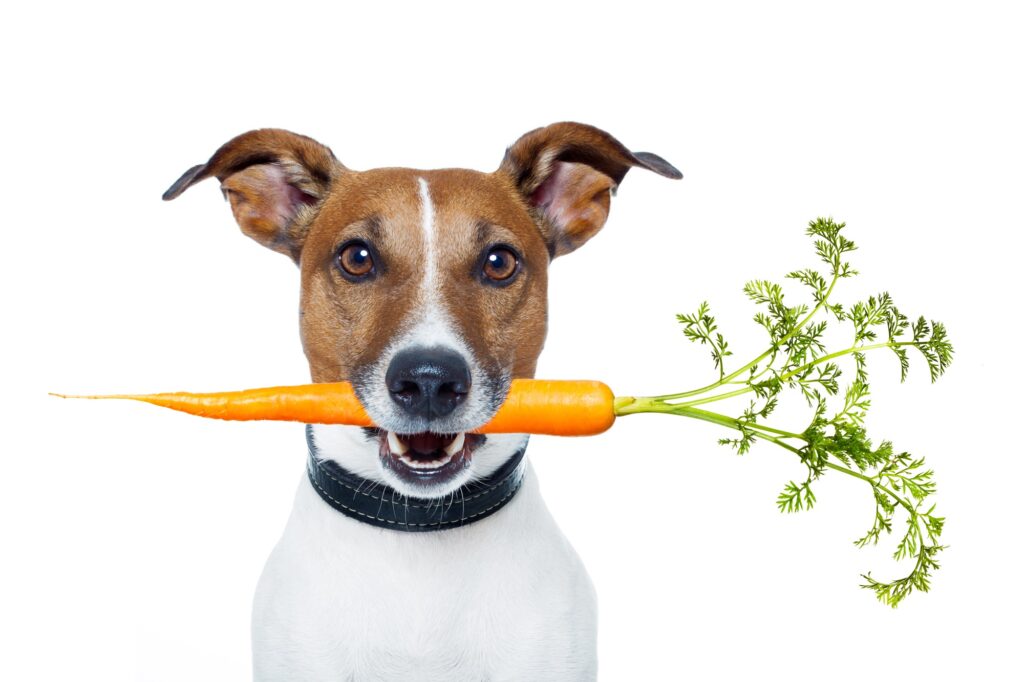 Are Carrots Safe for Dogs?