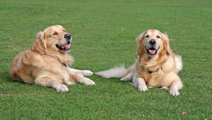 golden retrievers