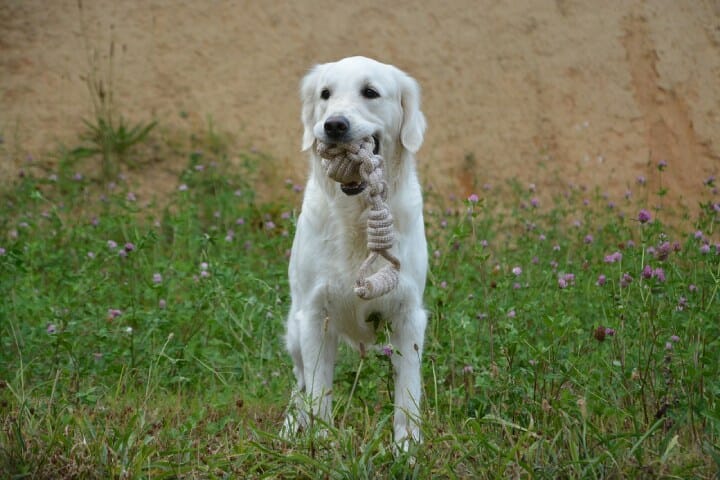 golden retrievers play game